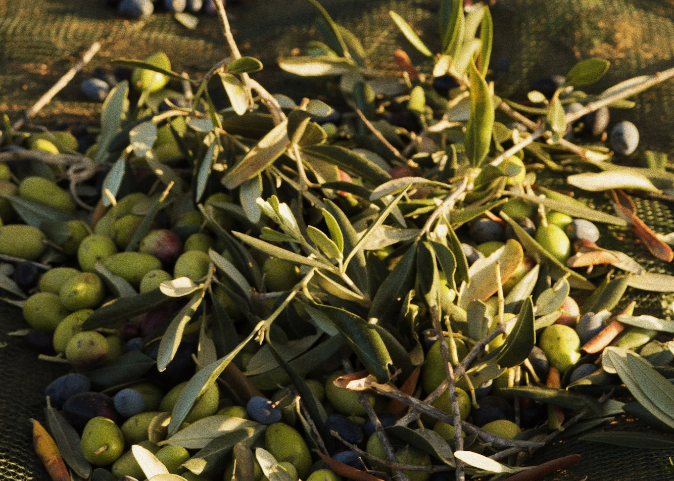 TerradiOria Ferme exploitation