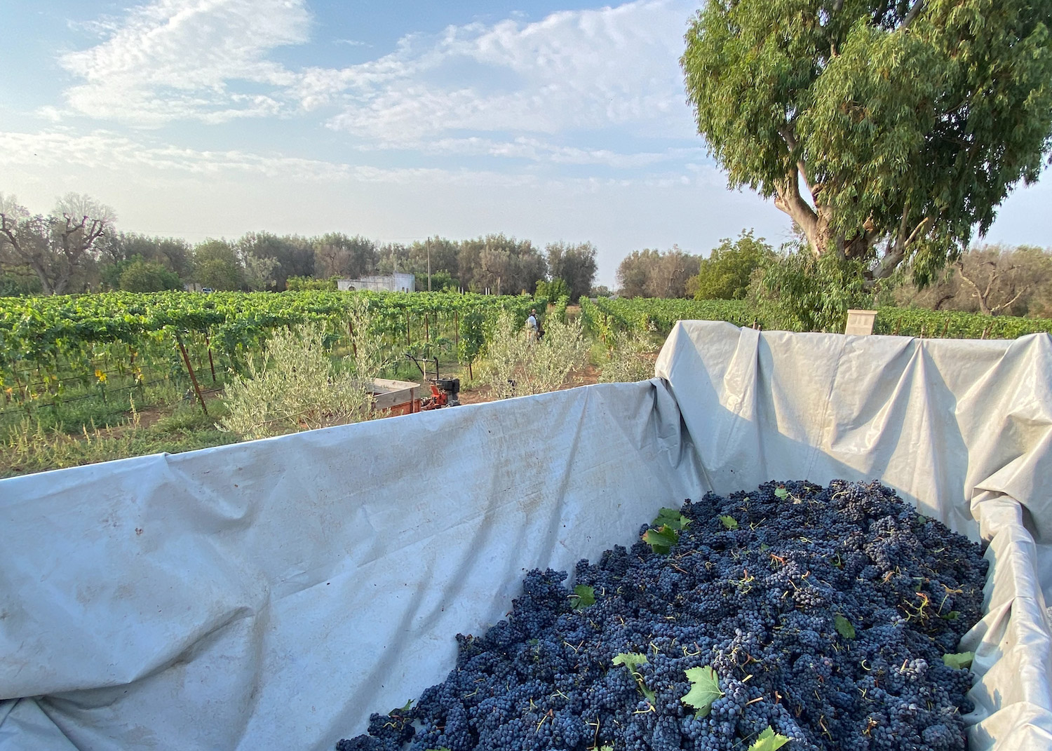 TerradiOria Histoire agriculture durable 2