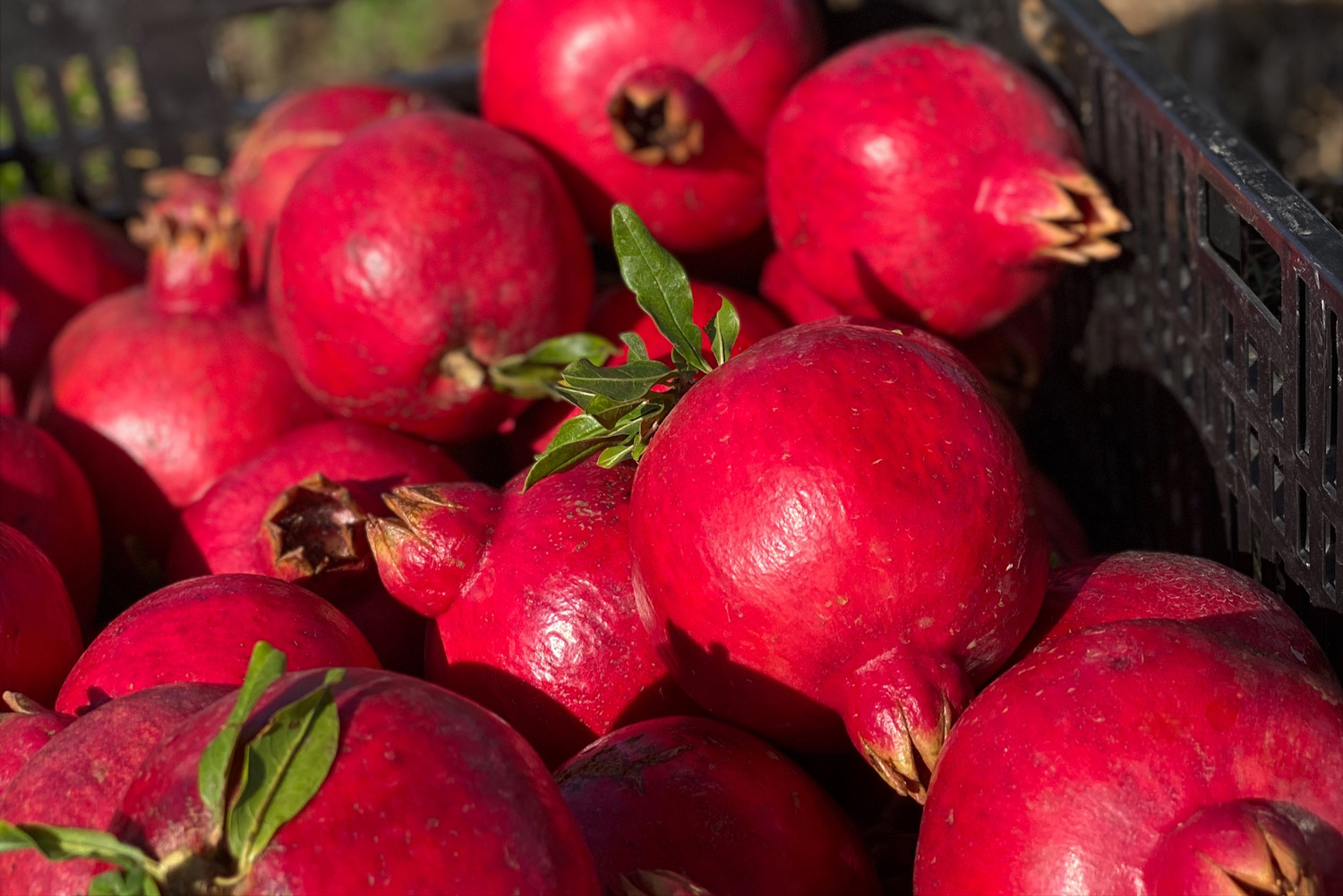 TerradiOria Accueil Contact